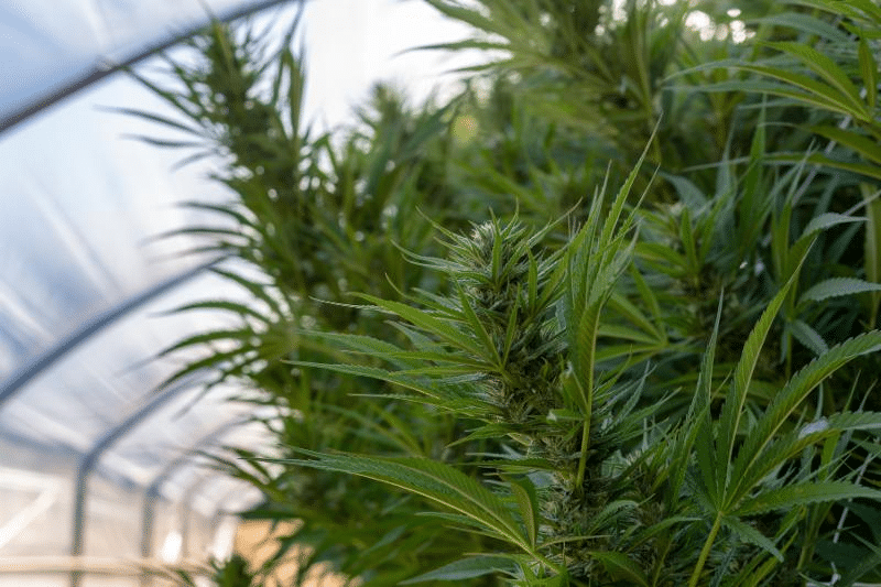  marijuana growing in a greenhouse
